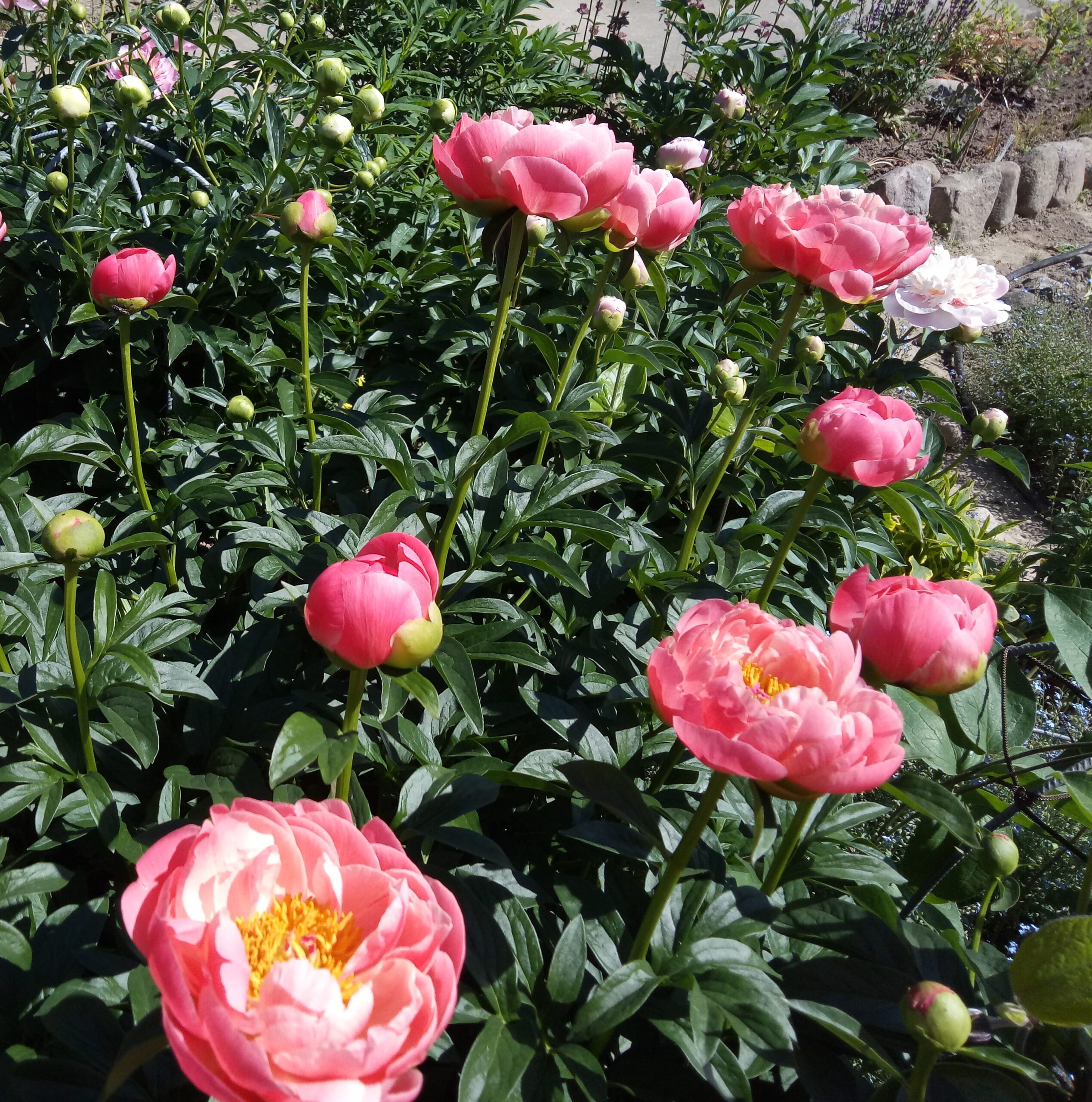 Пион Корал Бич