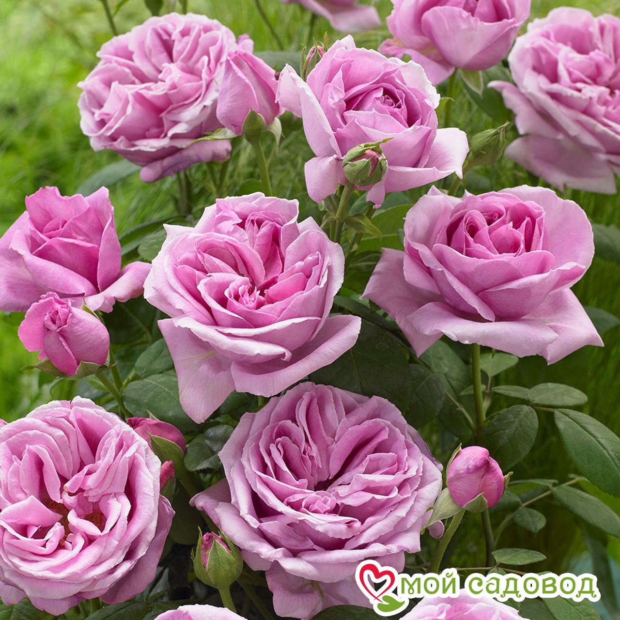 Роза чайно-гибридная Блю Парфюм