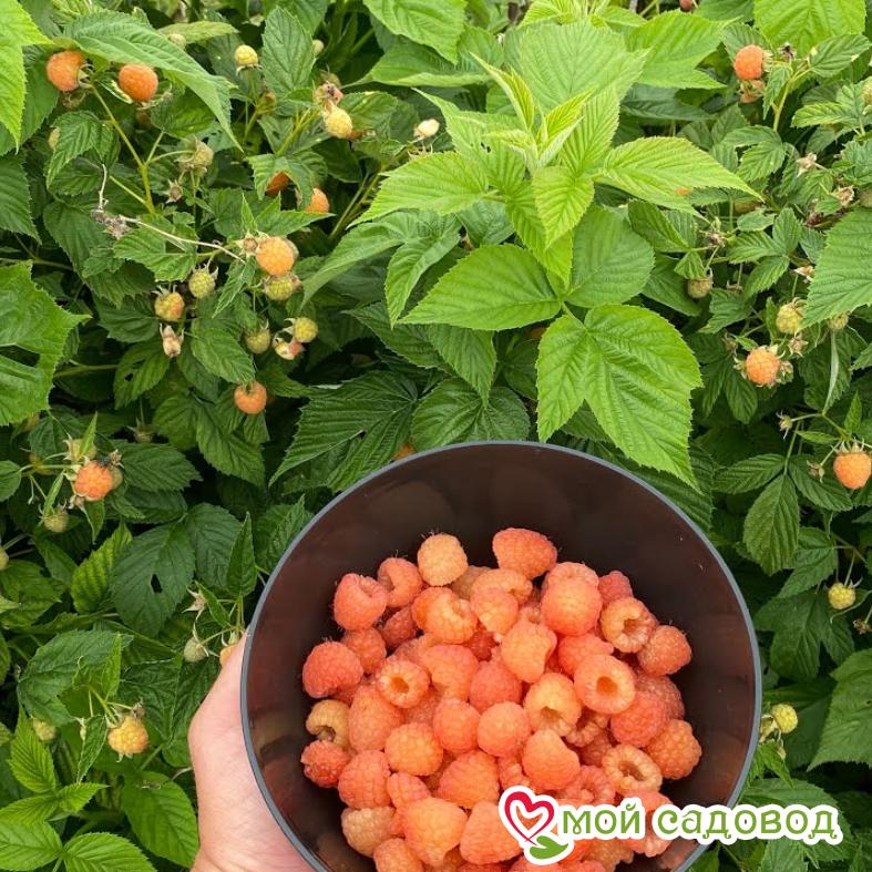 Малина Дабл Голд