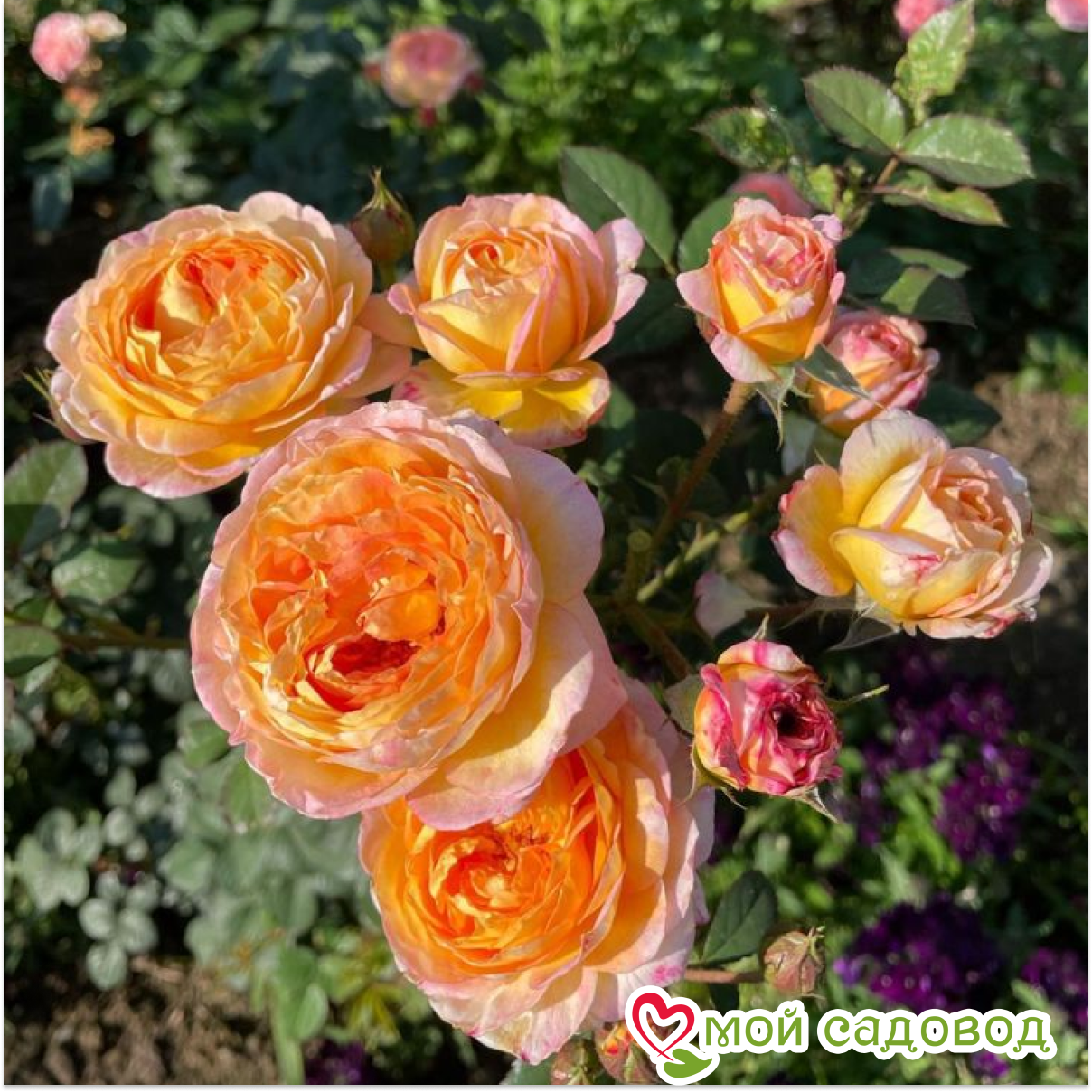 Роза Розоман Жанон кустарниковая