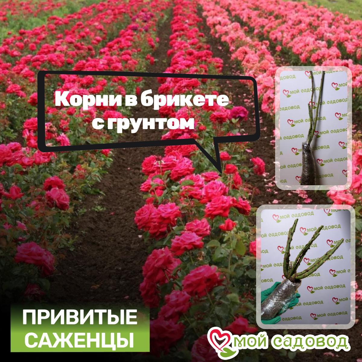 Роза Опаловый Пейзаж